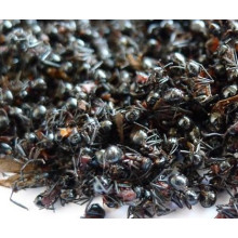 Chinese Black Ant Powder/Black Ant Extract